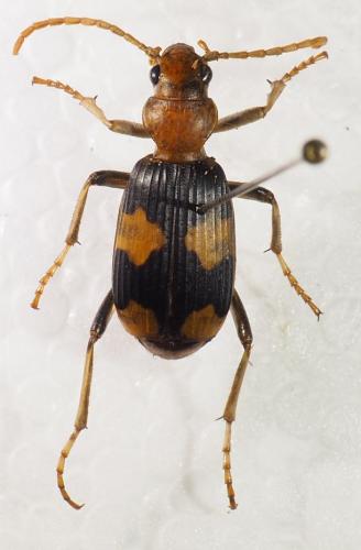 Pheropsophus aequinoctialis